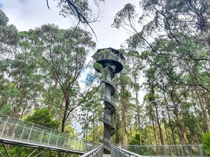 Discover the Wonders of the Otway Fly: Zipline and Canopy Walk