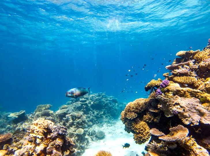 A Journey through the Lively Ribbon Reefs Region