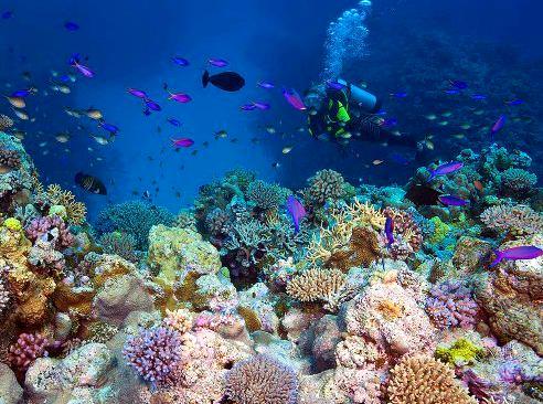 Unveiling the Vibrant Ribbon Reefs Landscape