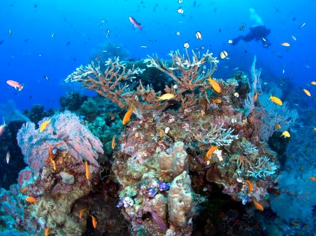 Exploring the Richness of the Ribbon Reefs Zone