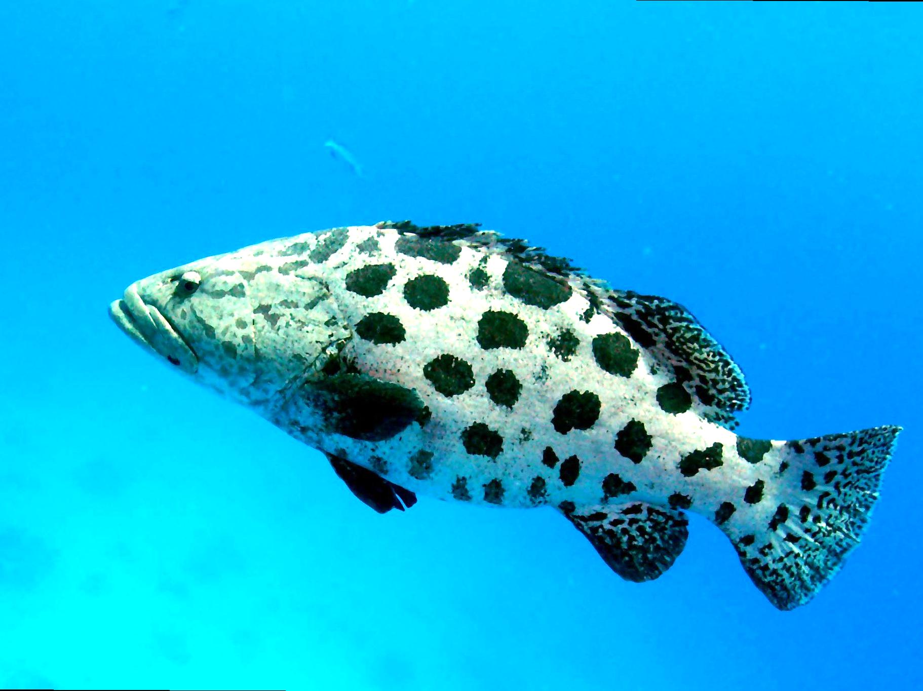 Exploring the Famous Cod Hole for Divers