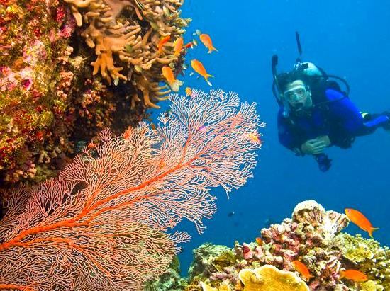 Discovering the Iconic Cod Hole Underwater