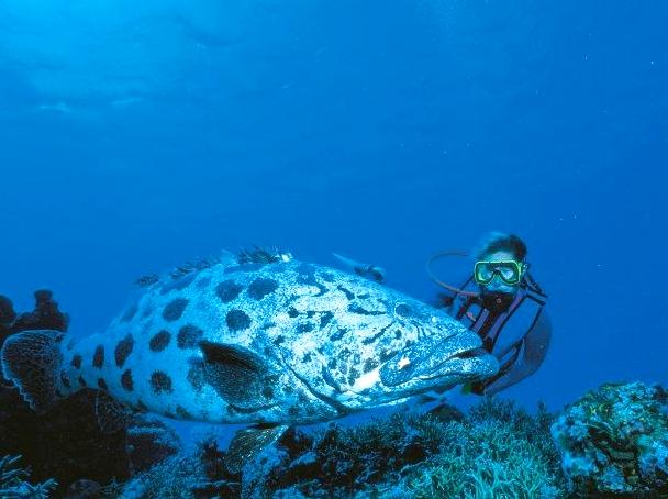 The Thrills of Diving at Cod Hole